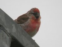 Redpoll2.jpg