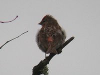 Redpoll3.jpg