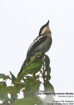 Flycatcher-Shrike, Bar-Winged.jpg