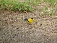 goldfinch2.jpg