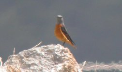 rock thrush.jpg