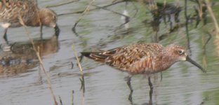 curlew sandpiper.jpg