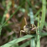 roesels_bush-cricket_12aug05_420_20b.jpg