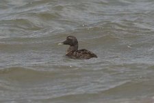 eider090806e.jpg