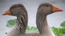 greylag06_wide.jpg