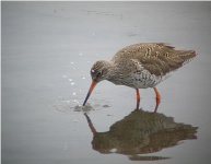 redshank01cropped.jpg