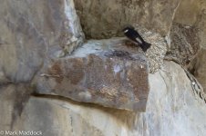 IMG_2013-04-22_8117_Asian House Martin_Nest_Balang.jpg