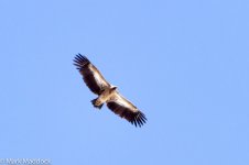 IMG_2013-04-22_8261_Himalayan Griffon Vulture_Balang.jpg
