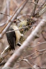 IMG_2013-04-22_8319_Grey-crested Tit_Balang.jpg