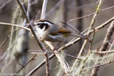 IMG_2013-04-22_8410_White-browed Fulvetta_Balang.jpg