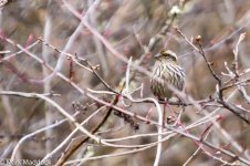 IMG_2013-04-22_8415_Chinese White-browed Rosefinch_Carpodacus dubius_Balang.jpg