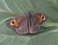 Meadow Brown.JPG