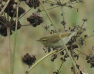 Greenish Warbler_Girdle Ness_250813b.jpg