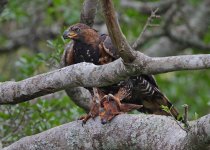 African Crowned Eagle with a Harvey's Duiker.jpg