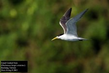 Great Crested Tern.jpg