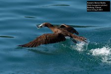 Brown Booby.jpg