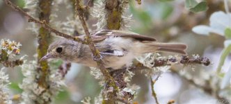 Huttons Vireo  7-10-2013 (12 of 1).jpg