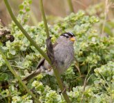 Point Reyes White Crowned Sparrow 7-10-2013 (12 of 1).jpg