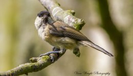 Willow TiT 2 UW IMG_5405.jpg