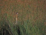 purple heron chick rx102 stx95 DSCN3540_edited-3.jpg