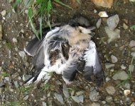 tibetan_grey_shrike-young-dead.jpg