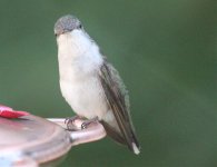 Hummingbird, Ruby-throated (Female)  34.jpg