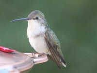 Hummingbird, Ruby-throated (Female)  41.jpg