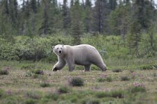 Polar Bear ca 2.jpg