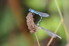 Common Blue Damselflies comp.jpg