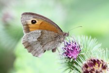 Meadow Brown comp.jpg