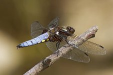 Broad Bodied Chaser (M)a12072013Stargate Ponds N.jpg