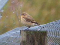 Wheatear Flashes 090913.JPG