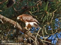 Booted Eagle 21.jpg