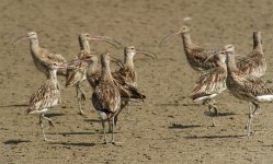 eurasian curlews roost rx102 stx95_DSC2803_edited-1.jpg