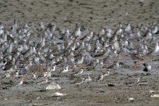 redshanks sandplovers roost MP rx102 stx95_DSC3243_edited-1.jpg