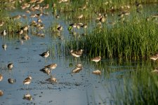 redshanks shorebirds mudflats DB D800 80-400mm_N8D8747_edited-1.jpg