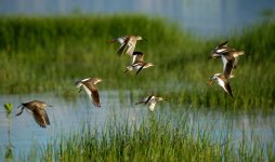 redshanks flight DB D800_N8D9917_edited-1.jpg