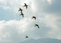 eurasian curlews flight D800 80-400mm_N8D0182_edited-2.jpg