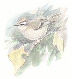 resized firecrest.jpg