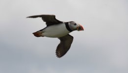 puffin flying.jpg