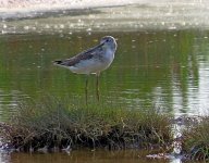 1794Greenshank.jpg