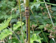 Migrant Hawker1.JPG