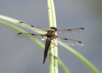 Four Spot Chaser 800.jpg