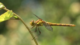 Common Darter Female.jpg