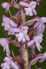 Fragrant Orchid 2.jpg