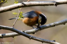 IMG_2013-04-07_0041_Varied Tit_Yangshan.jpg