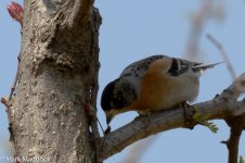 IMG_2013-04-07_0100_Brambling_Yangshan.jpg