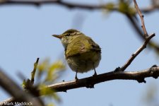 IMG_2013-04-07_0131_Eastern Crowned Warbler_Yangshan.jpg