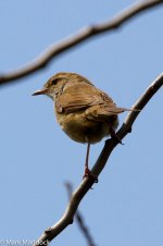 IMG_2013-04-07_0215_02_Manchurian Bush Warbler (Cettia canturians canturians)_Yangshan.jpg