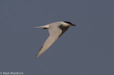 IMG_2013-04-07_0317_Gull-billed Tern_Nanhui South.jpg